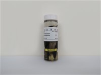 藏品(家燕)的圖片
